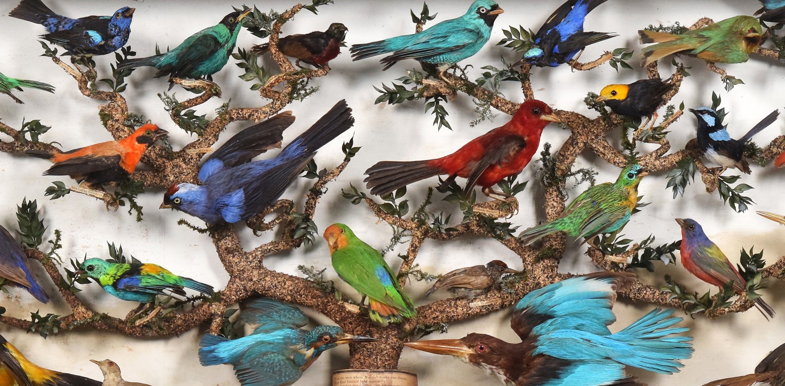 Natural History & Taxidermy Banner Image