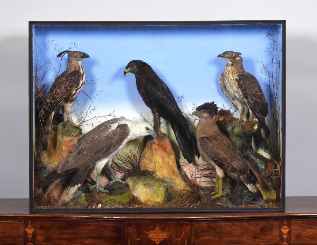 Private Country House Collection Leads Natural History Sale