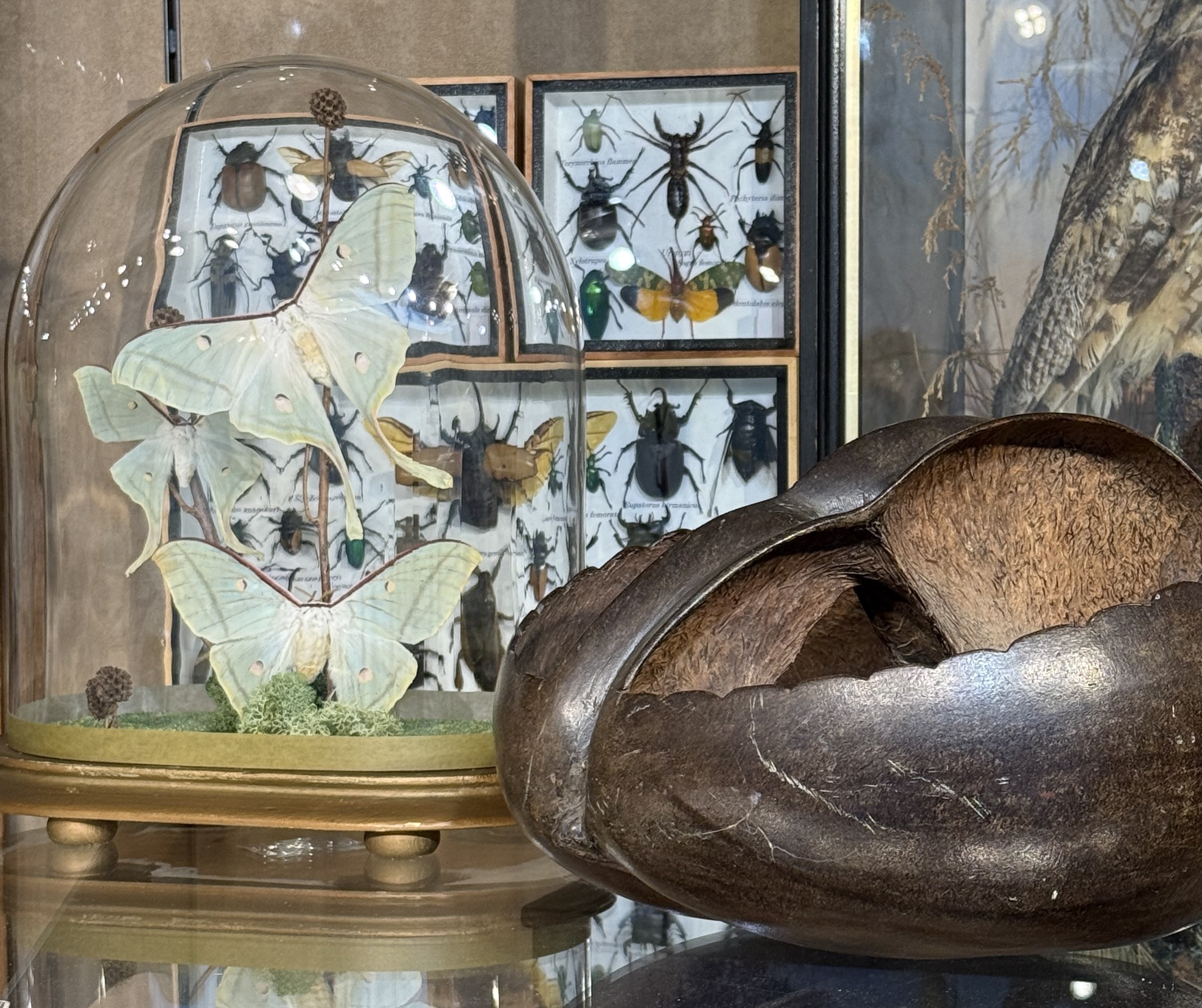 NATURAL HISTORY & TAXIDERMY