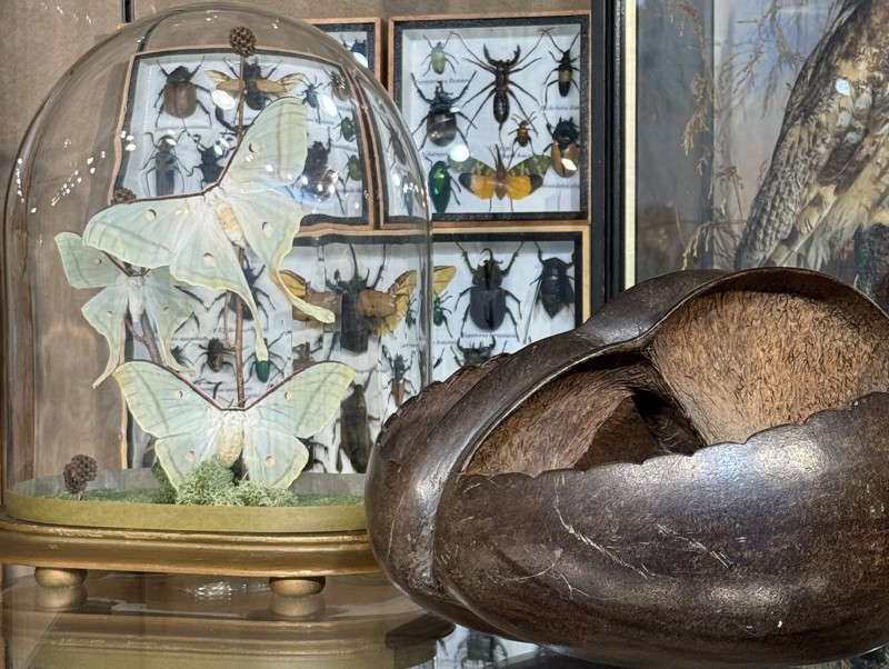NATURAL HISTORY & TAXIDERMY