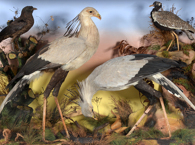 Taxidermy that travelled to three continents of the British Empire sells for £29,500