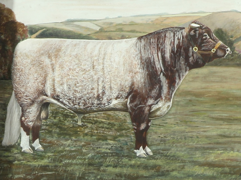 Snotterton Victory - a Great North-East Bull