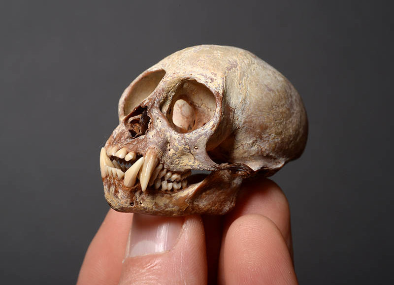 The Tinsley Skull Collection