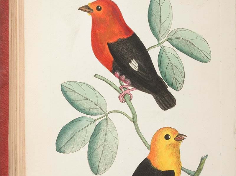 Antiquarian books from two private collections