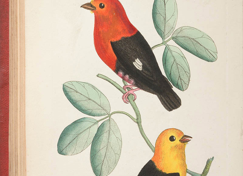 Antiquarian books from two private collections