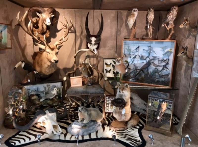 The Art of the Natural World