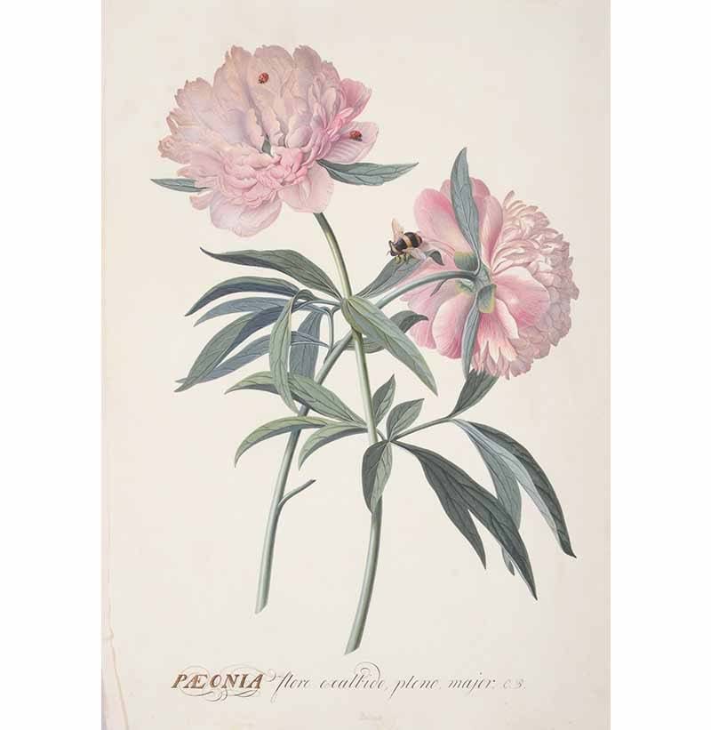 A Spectacular Collection of 18th & 19th Century Botanical Watercolours