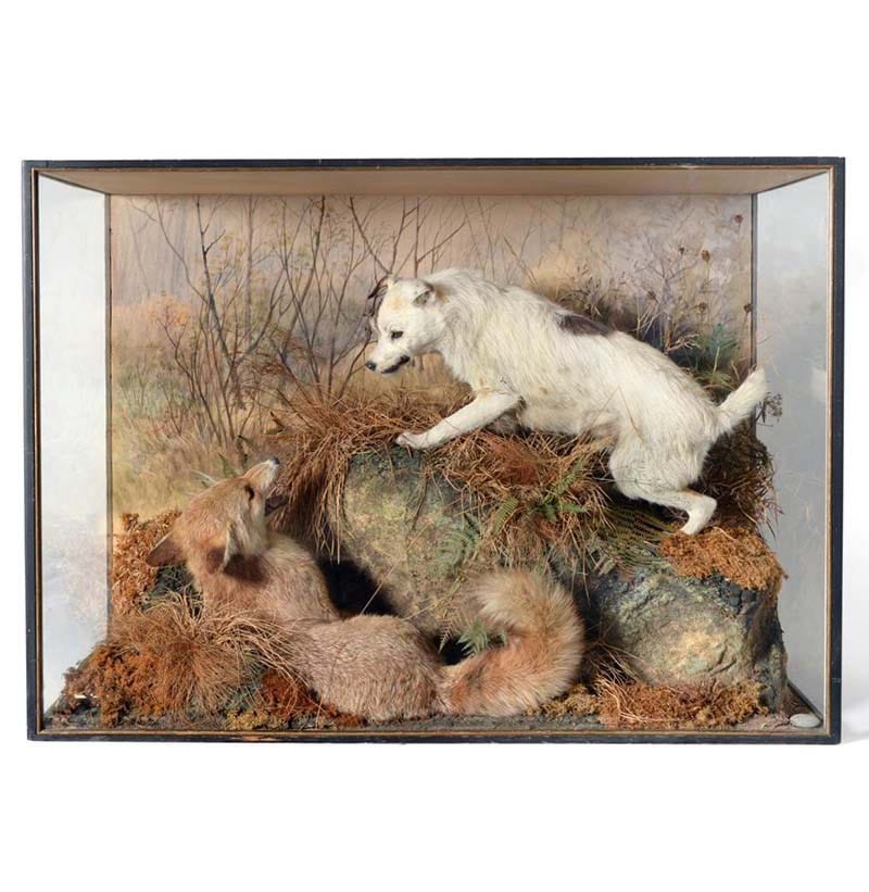 A Rare Diorama Cased Fox Terrier and Fox, by Peter Spicer, c.1900
