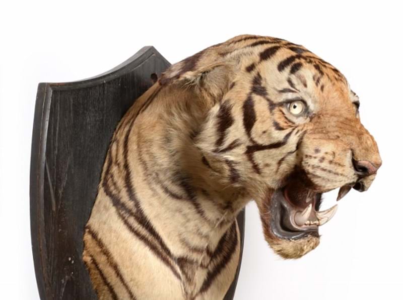 Natural History & Taxidermy Sale Results