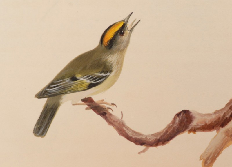 Rare 18th Century Publication Sells for £11,000