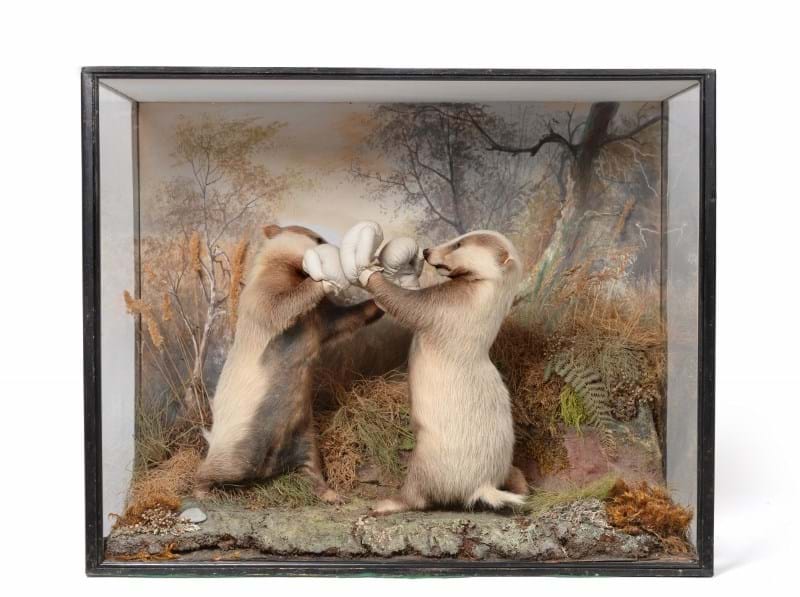 The Boxing Badgers