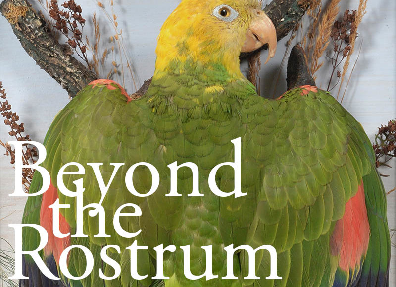 Tennants Newsletter, June 2019