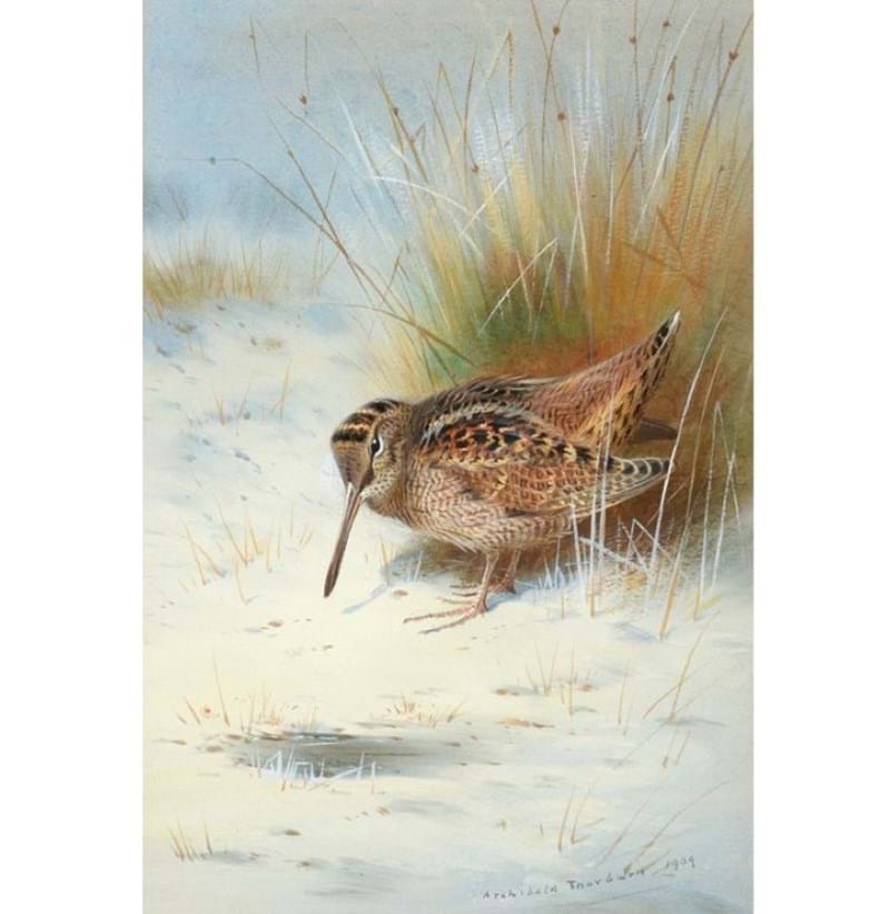 Archibald Thorburn (1860-1935), “Woodcock in a Snowbound Landscape”