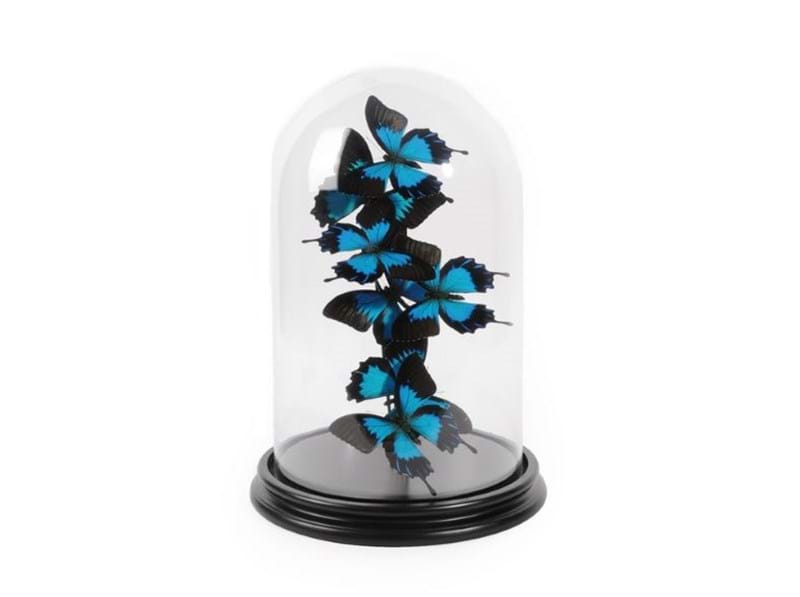 Natural History & Taxidermy Sale Preview