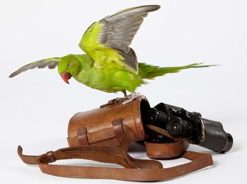 Display: The Art of Taxidermy by Fiona Dean