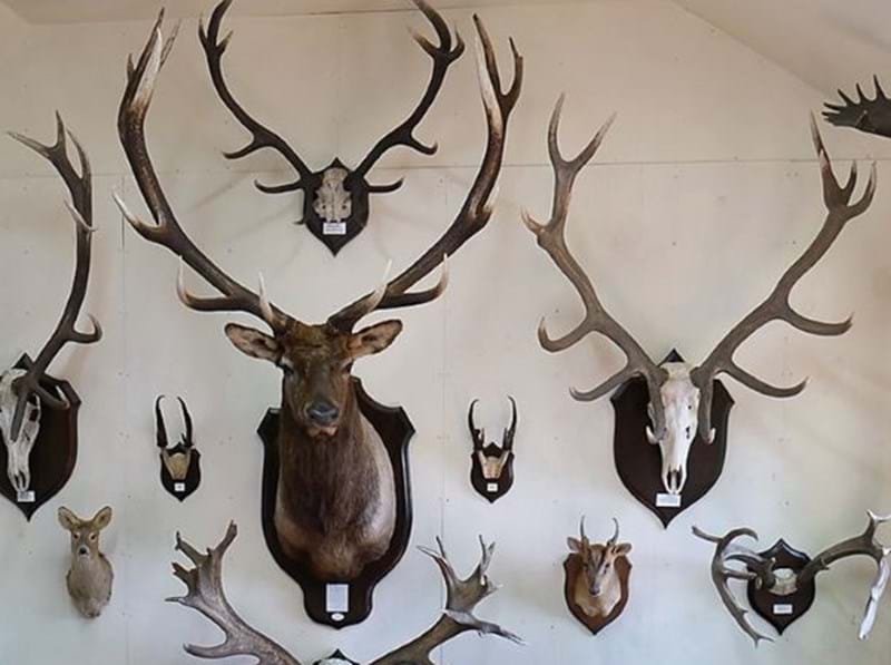 The Antler Sale: The Private Collection of Raymond and Annie Hutchison