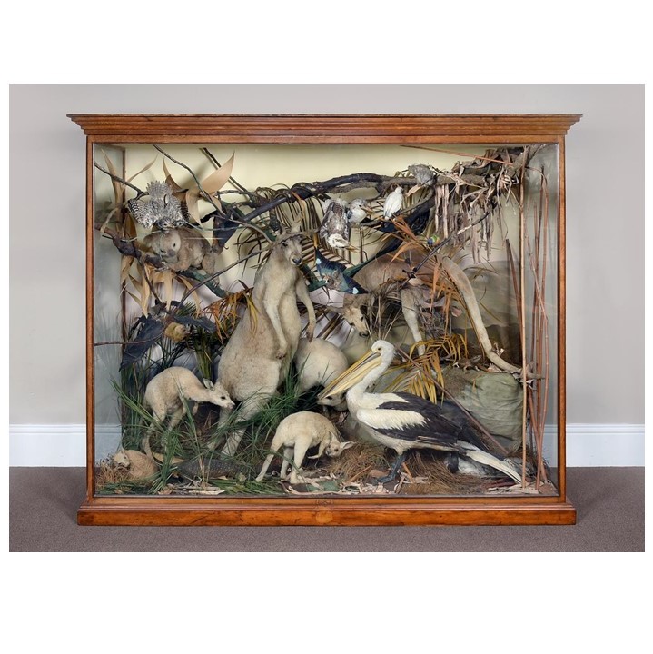 A Monumental Cased Diorama of Australian Marsupials, Animals, Birds & Reptiles, circa 1892