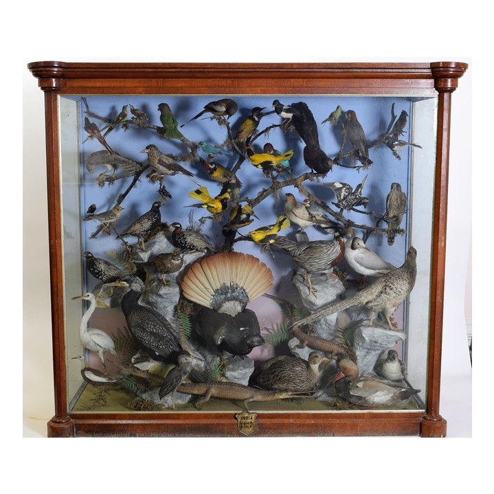 A Large Cased Diorama of Birds & Reptiles Native to India, circa 1872, India, by Henry Shaw
