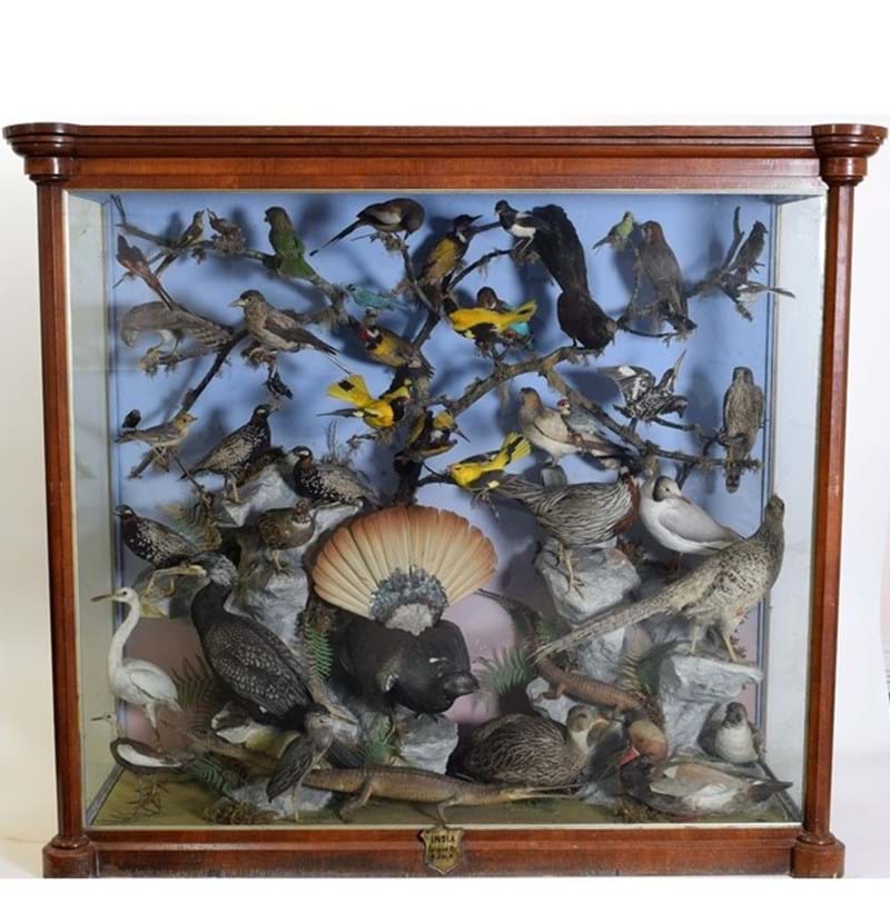 A Large Cased Diorama of Birds & Reptiles Native to India, circa 1872, India, by Henry Shaw