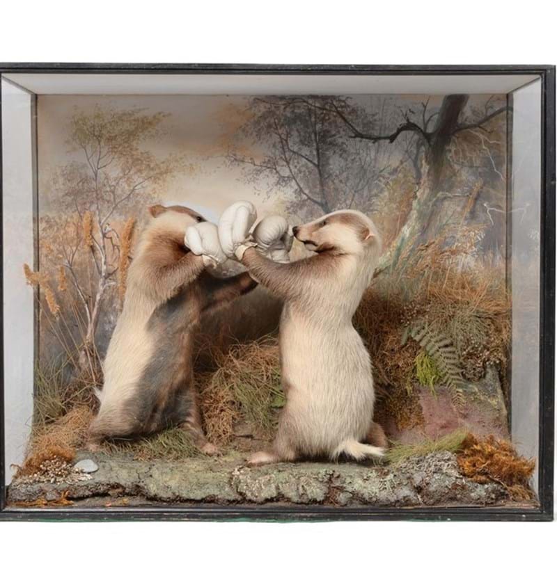 An Exceptionally Rare Anthropomorphic Cased Pair of Boxing Badger Cubs, by Peter Spicer & Sons