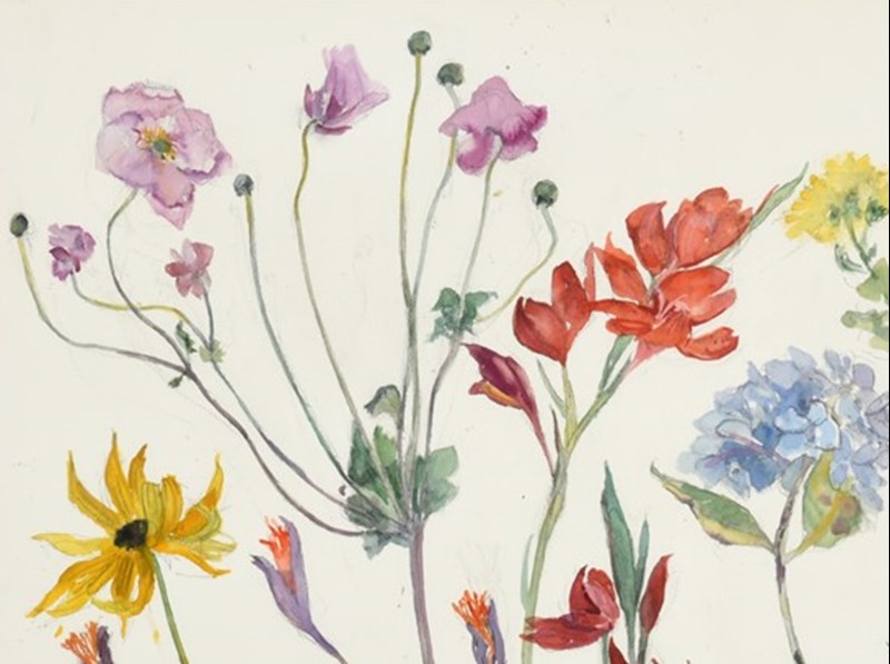 Dame Elizabeth Blackadder: Flower Studies