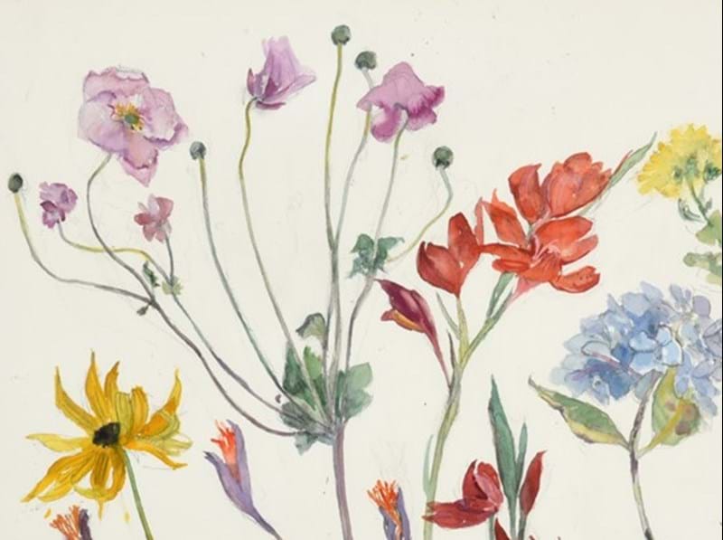 Dame Elizabeth Blackadder: Flower Studies