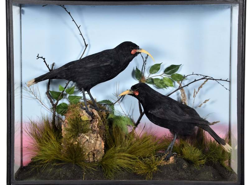 10 Lots to Watch in the Natural History & Taxidermy Sale