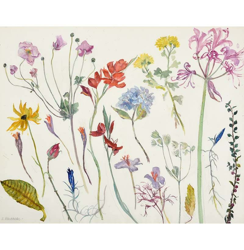 Dame Elizabeth Violet Blackadder DBE, RA, RSA (1931-2021) Flower Studies