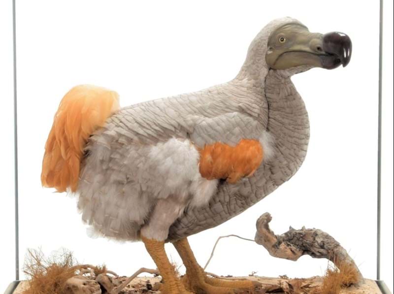 Natural History & Taxidermy: Results