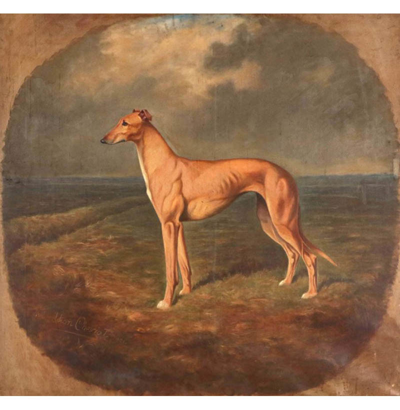 Lilian Cheviot (1876-1936) Portrait of Shortcoming, winner of the Waterloo Cup 1921