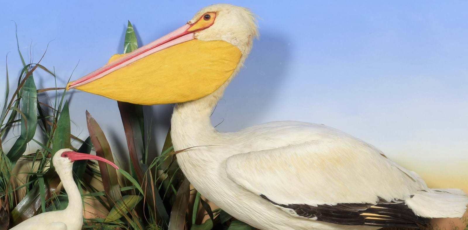 The James Harrison Collection of Birds Banner Image