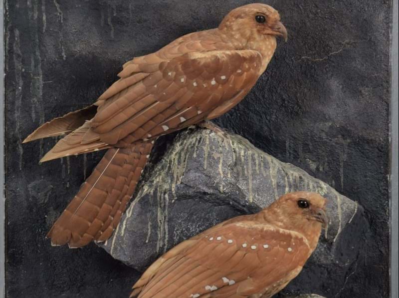 10 Lots to Watch - Natural History & Taxidermy Sale 2nd September