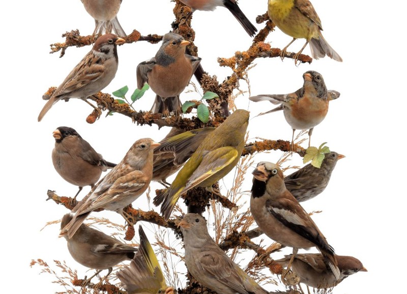 Results: Natural History & Taxidermy Sale 30th November