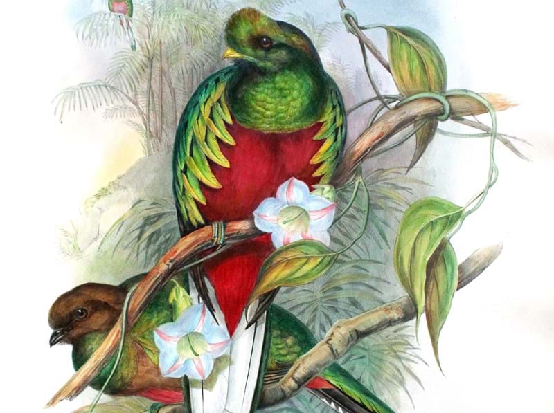 John Gould: Ornithologist