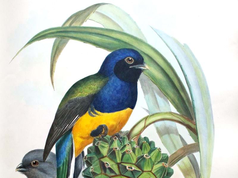 Rare Ornithological Book Set to Sell for £15,000-20,000