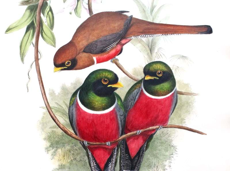 John Gould Ornithological Work Sells for £15,000