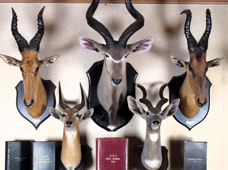 The Taxidermy Collection of Colonel Stephenson Robert Clarke