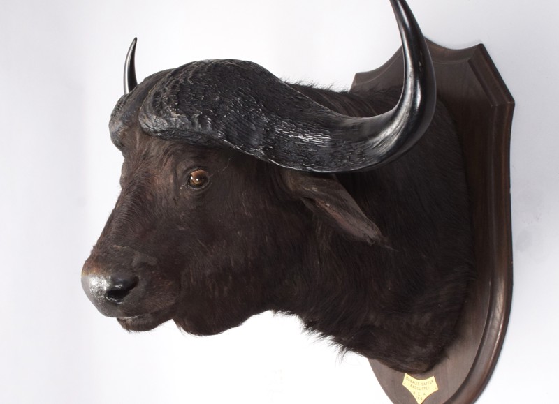 Natural History & Taxidermy Sale Preview (1)