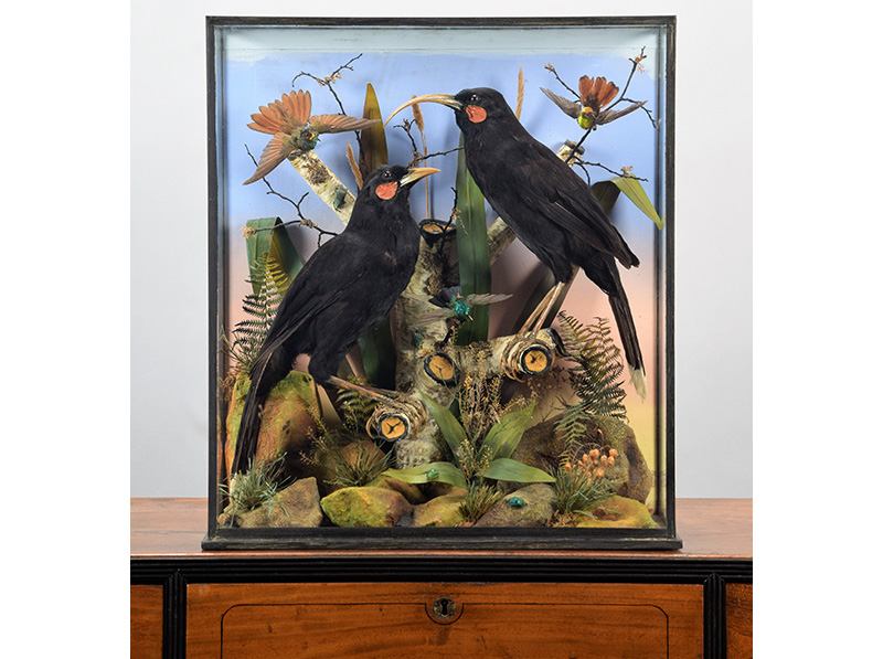 Victorian Huia Set World Auction Record Image