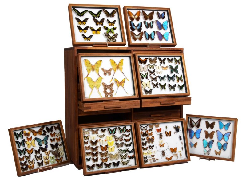 Natural History & Taxidermy Sale Preview: August 2024 (1)