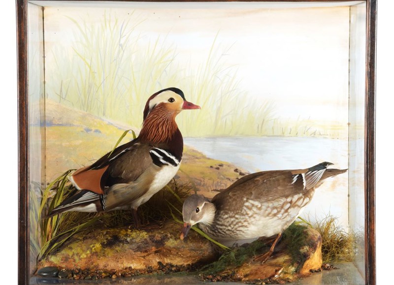 Natural History & Taxidermy Sale Saleroom Preview