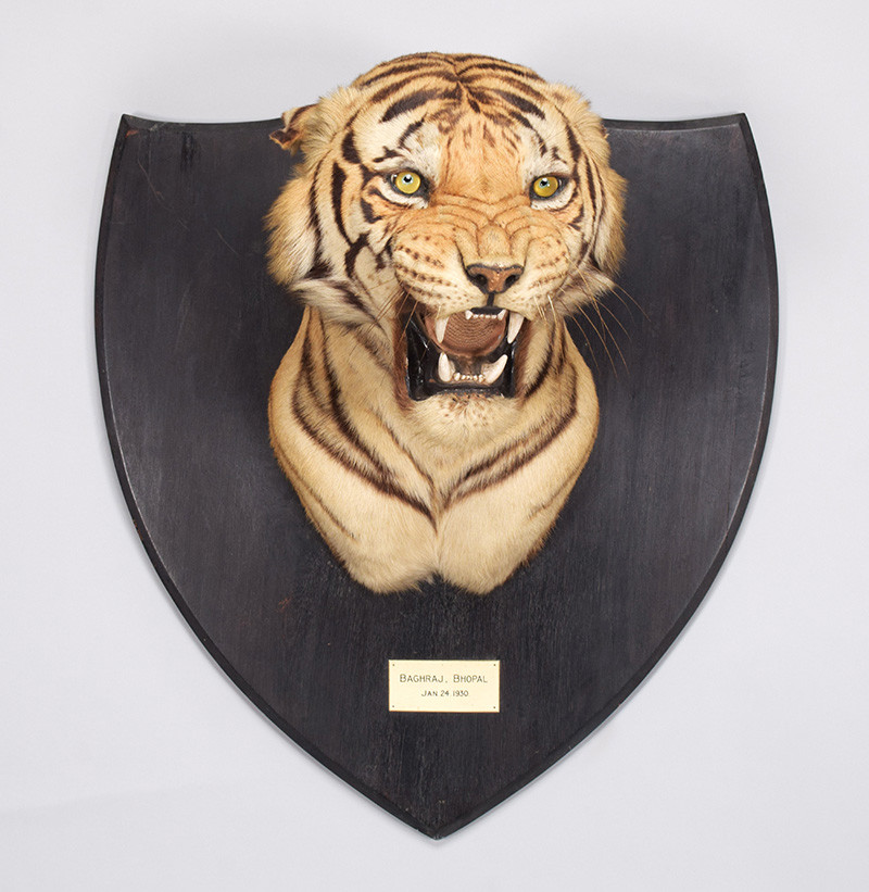 Bengal Tiger (Panthera tigris tigris), dated January 24th 1930, by Van Ingen & Van Ingen, Mysore, India