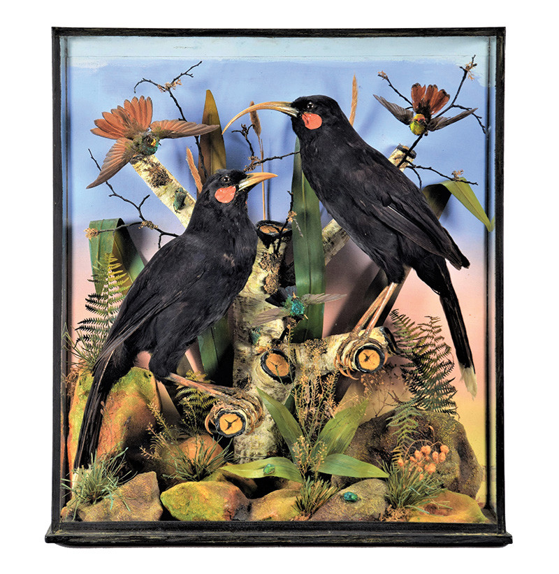 A Cased Pair of Extinct New Zealand Huias (†Heteralocha acutirostris), circa late 19th century, by James E. Whiting