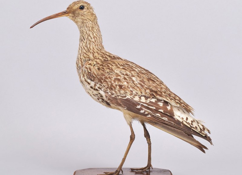 An Extinct Slender-Billed Curlew Discovered