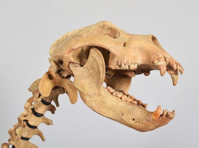 Extinct Cave Bear Skeleton Sells for £17,000