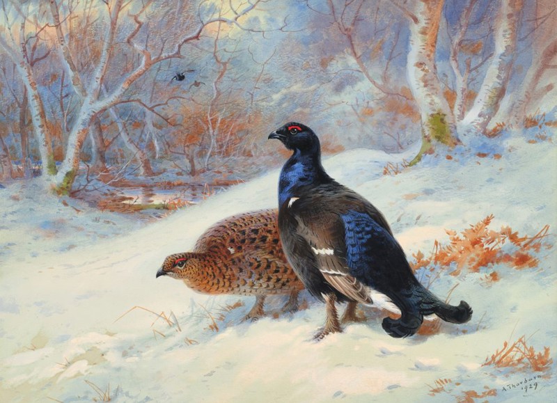 The Genius of Archibald Thorburn