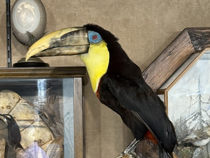 Natural & History Sale
