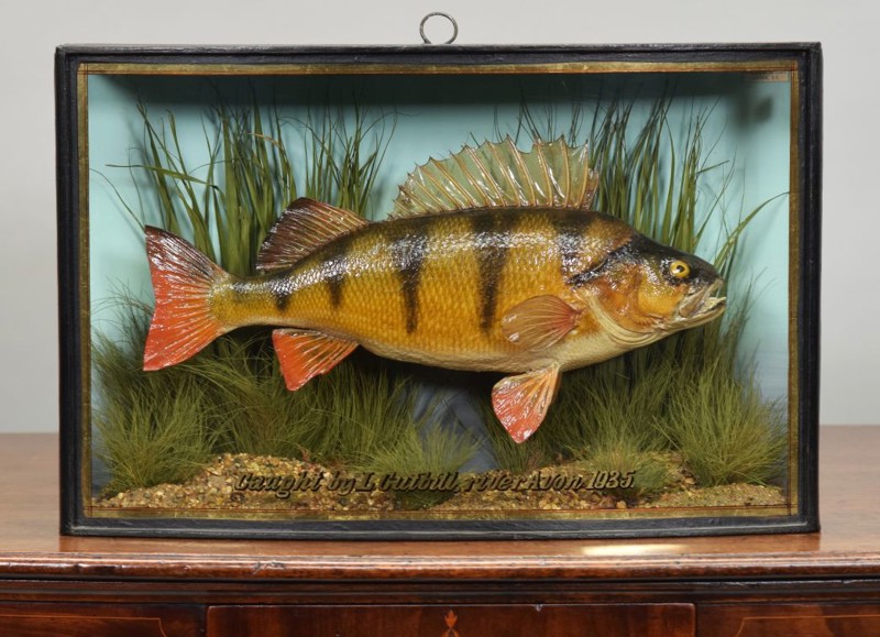 Natural History & Taxidermy Sale Results: 5th August