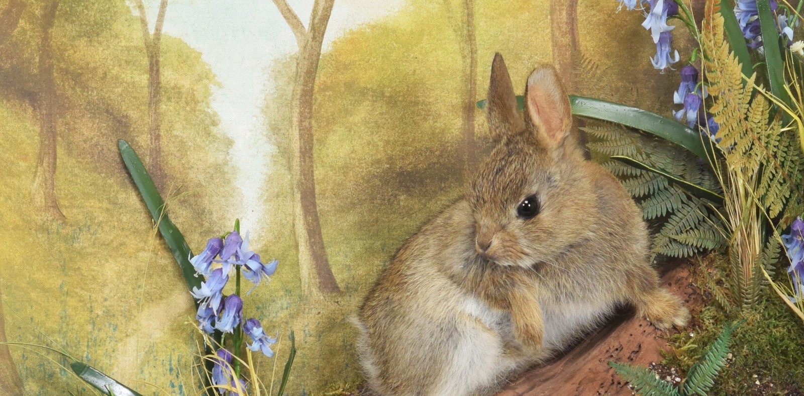 Natural History & Taxidermy Banner Image