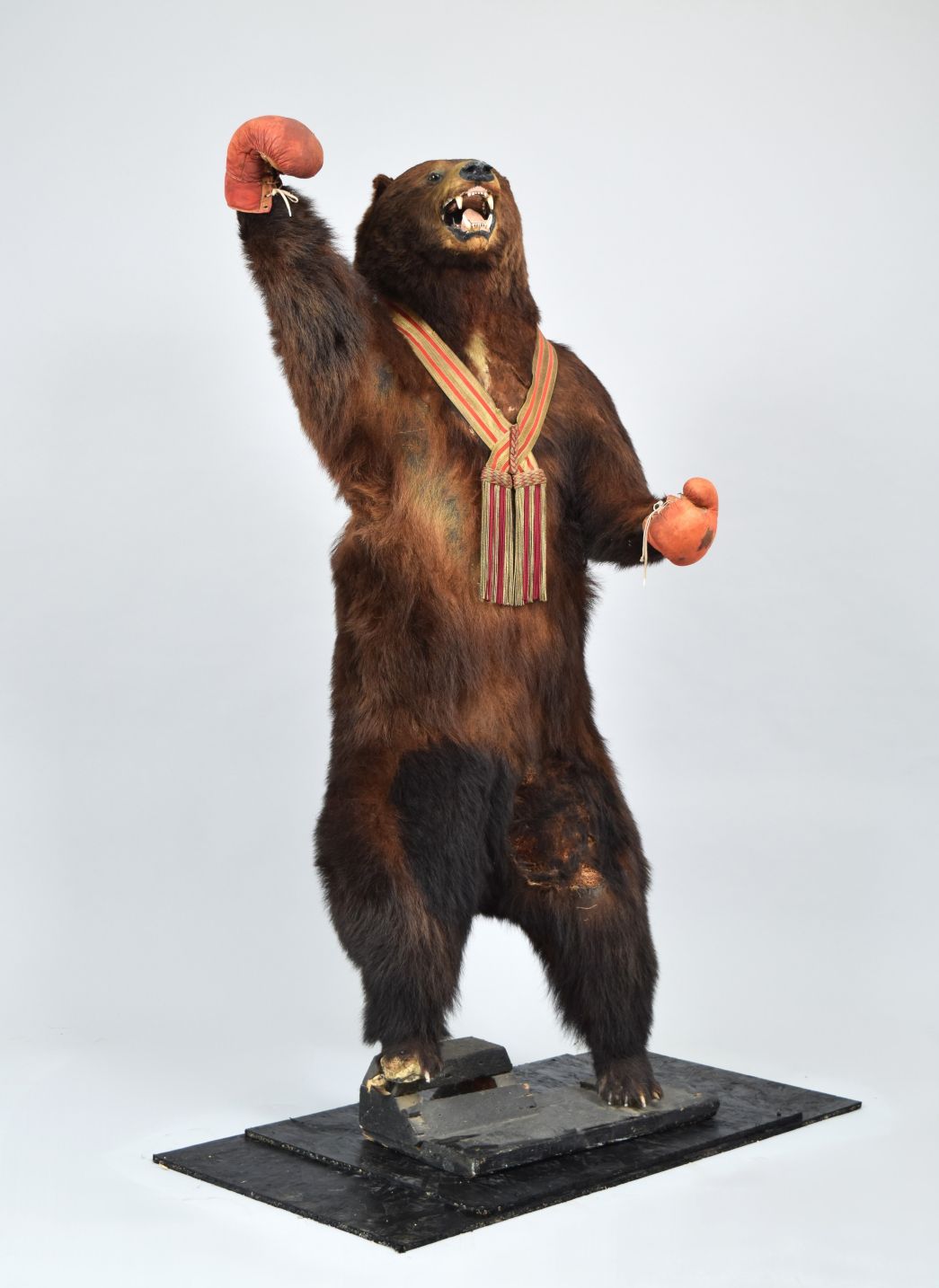 The Famous Late Victorian "Bruno The Battling Bear", circa 1850-1900